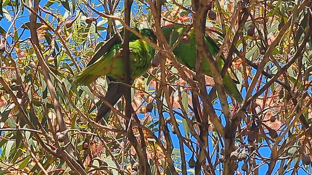 Musk Lorikeet - ML647546496