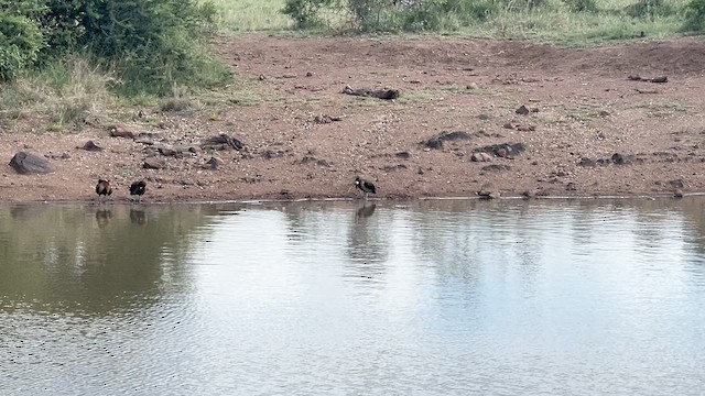 אווזון לבן-פנים - ML647546499
