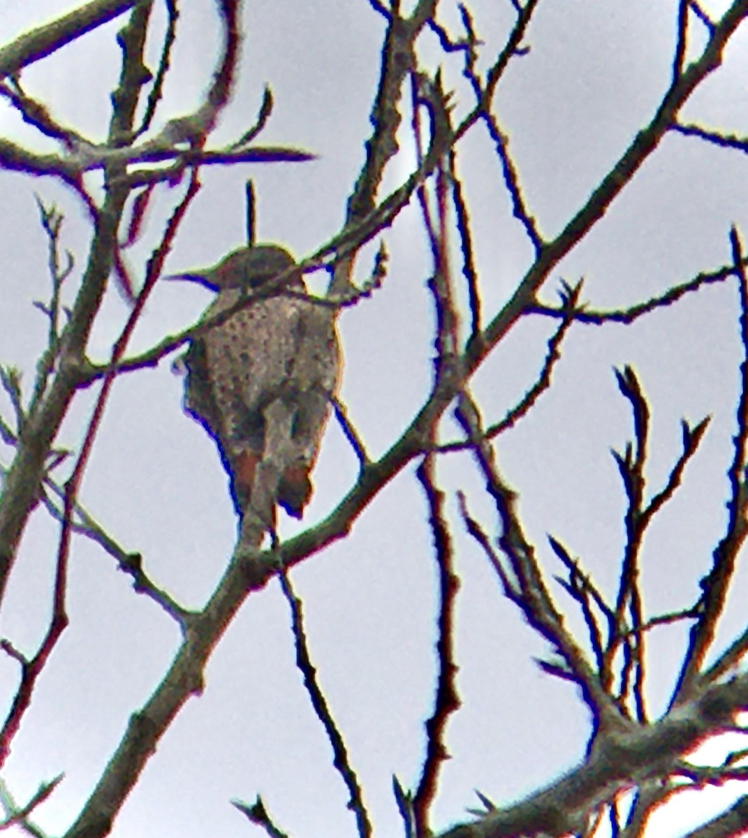 Northern Flicker - ML647546507