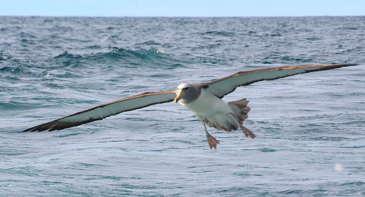 Salvin albatrosa - ML647546513