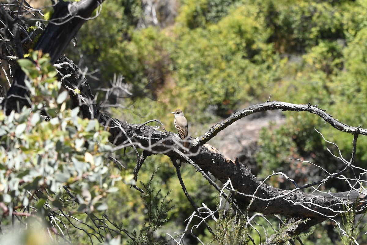 Ash-throated Flycatcher - ML647546514