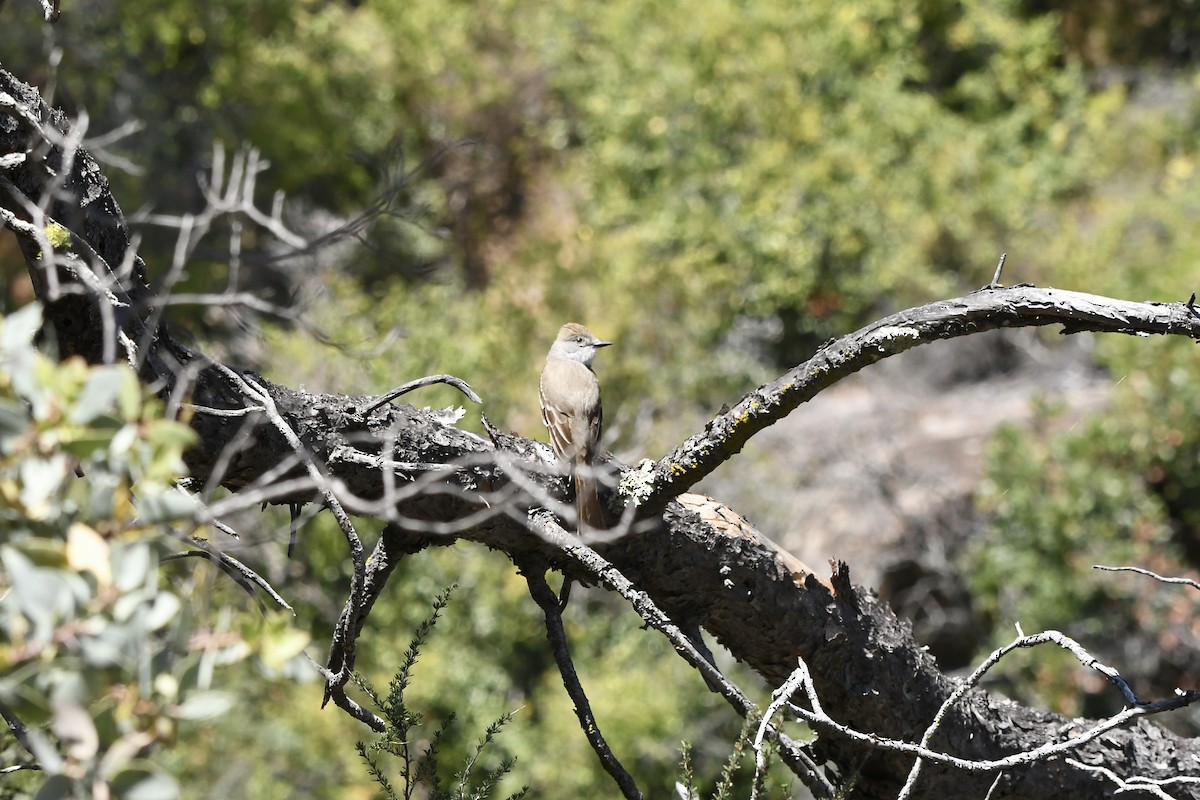 Ash-throated Flycatcher - ML647546515