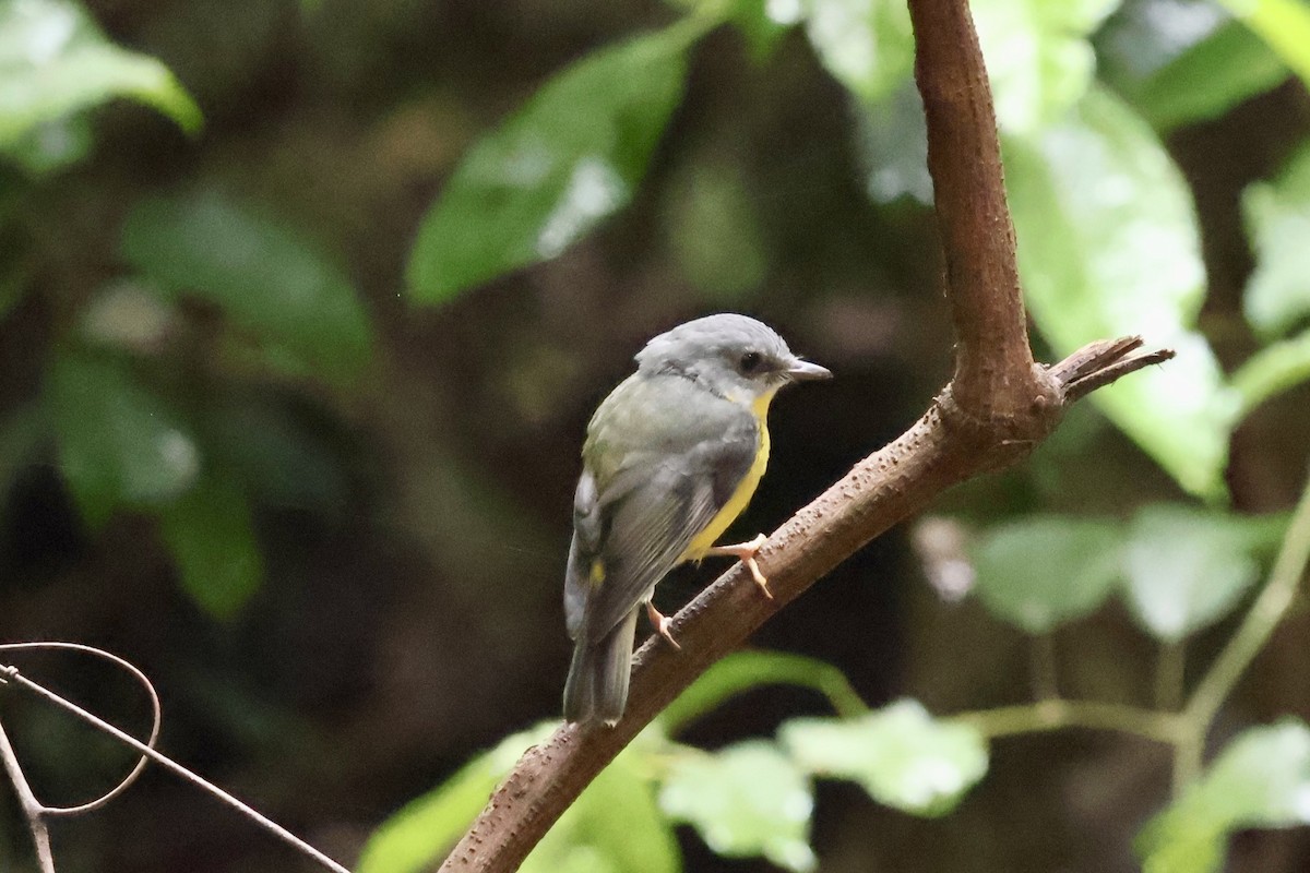 Королець жовтий - ML647546521