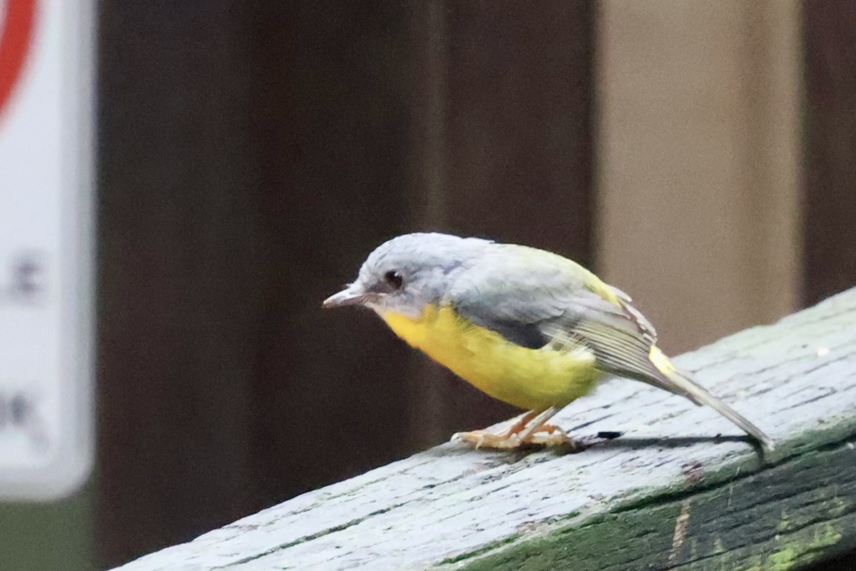 Королець жовтий - ML647546522