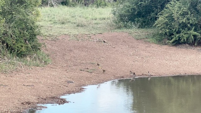 בולבול אפריקני - ML647546544