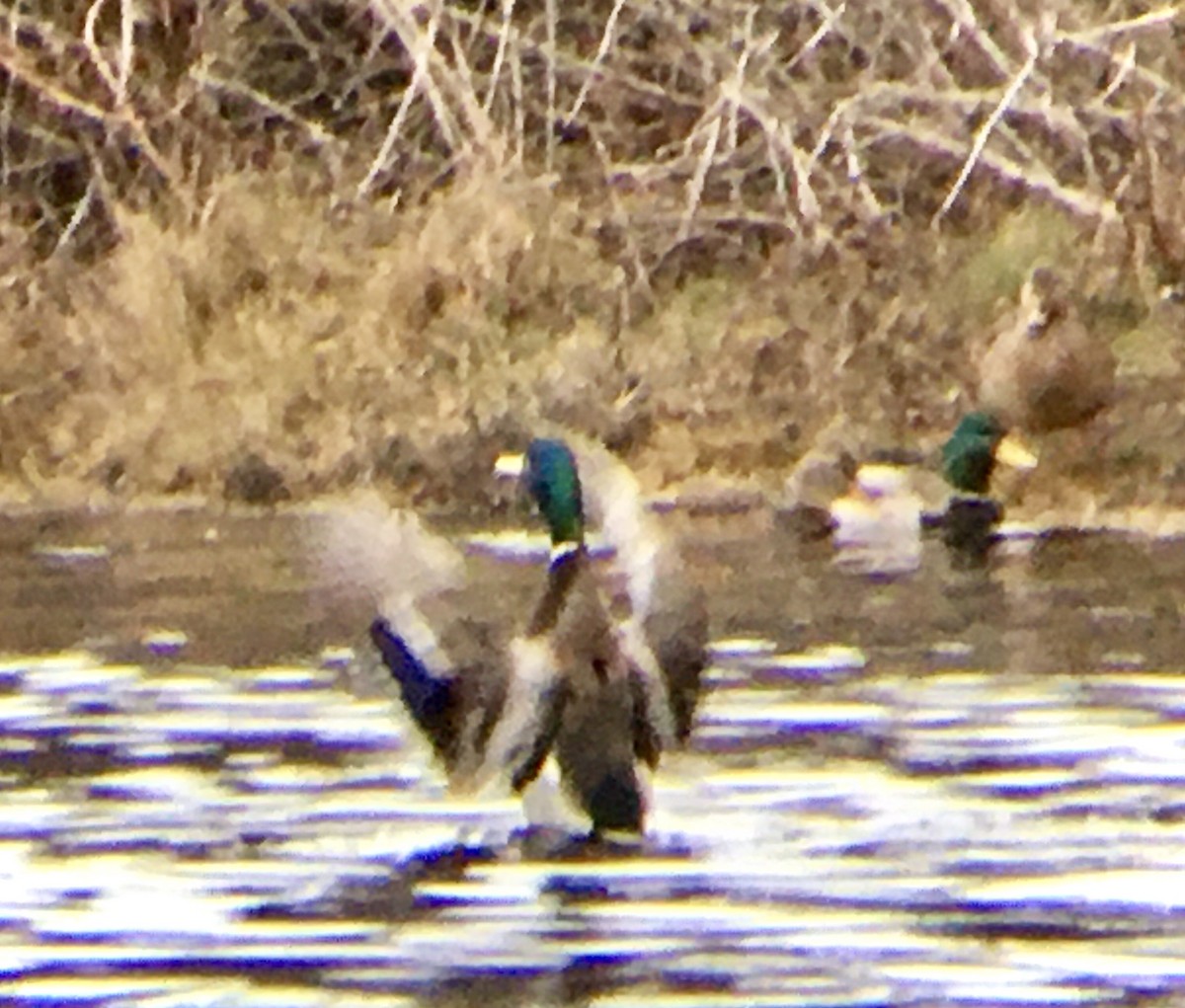 Mallard - ML647546561