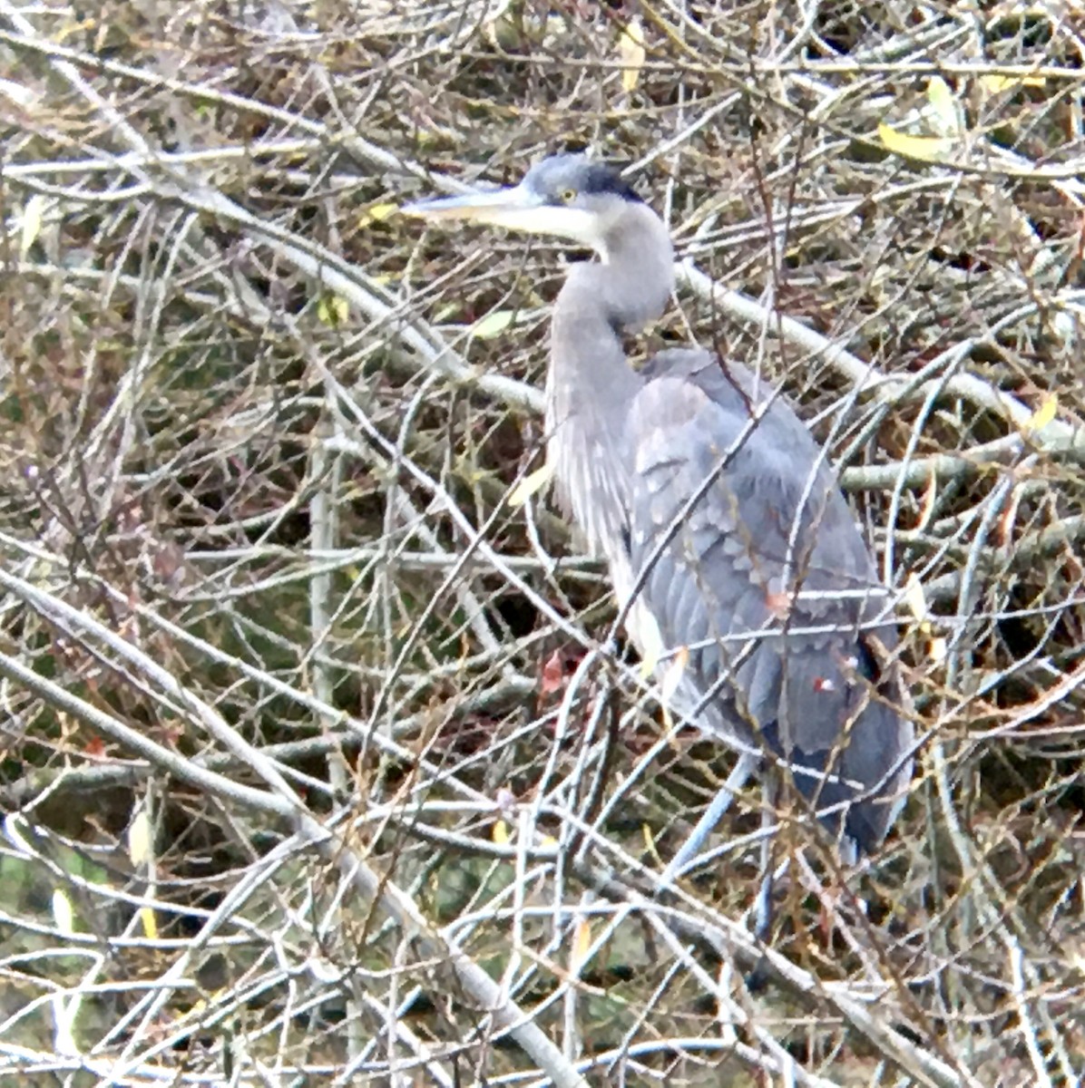 Great Blue Heron - ML647546583