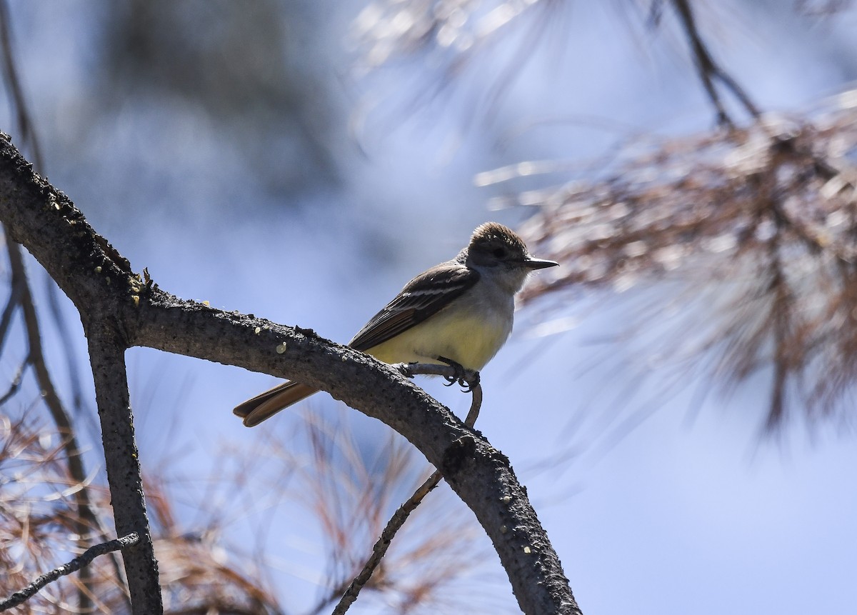 Ash-throated Flycatcher - ML647546586