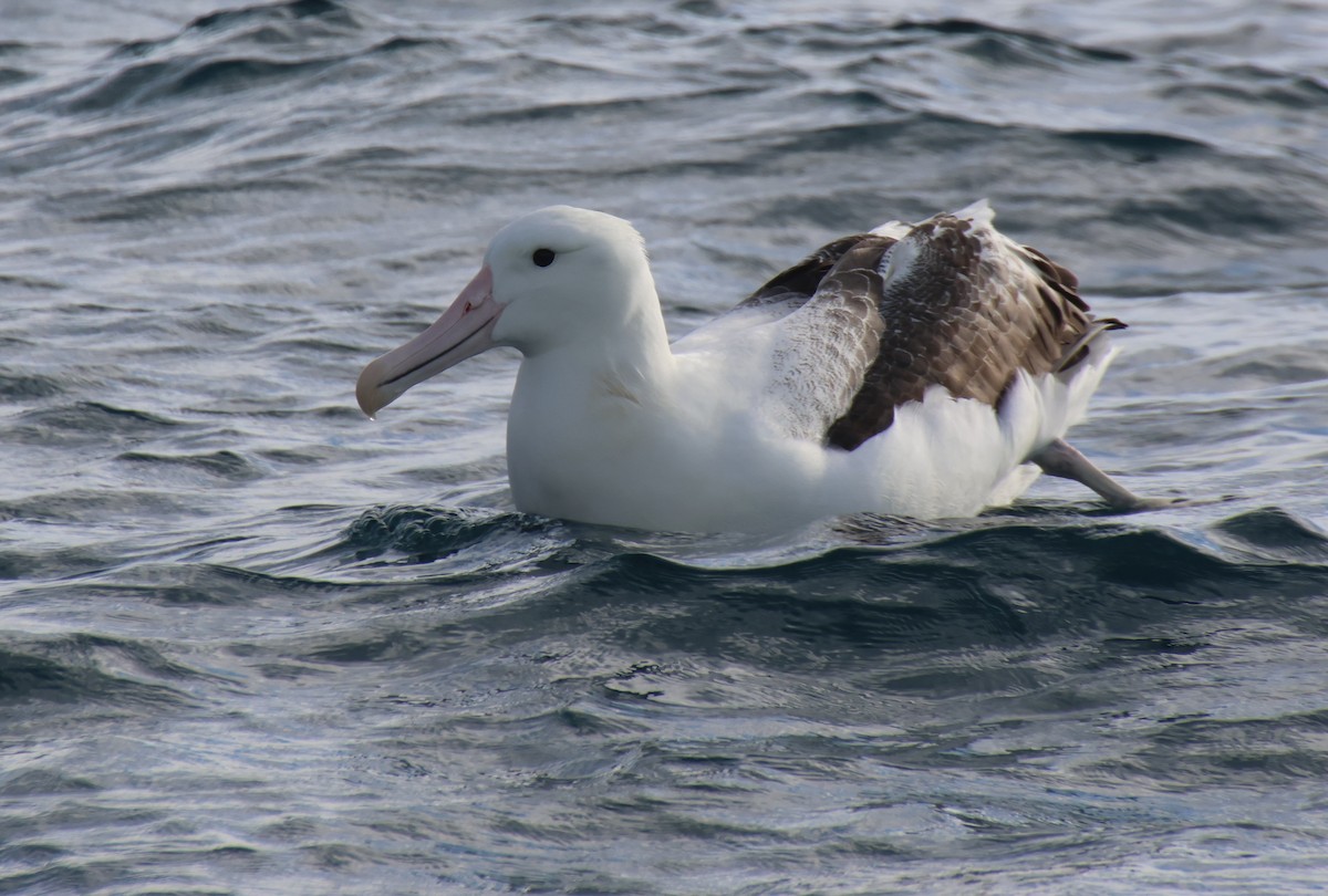 Hegoaldeko albatros handia - ML647546597