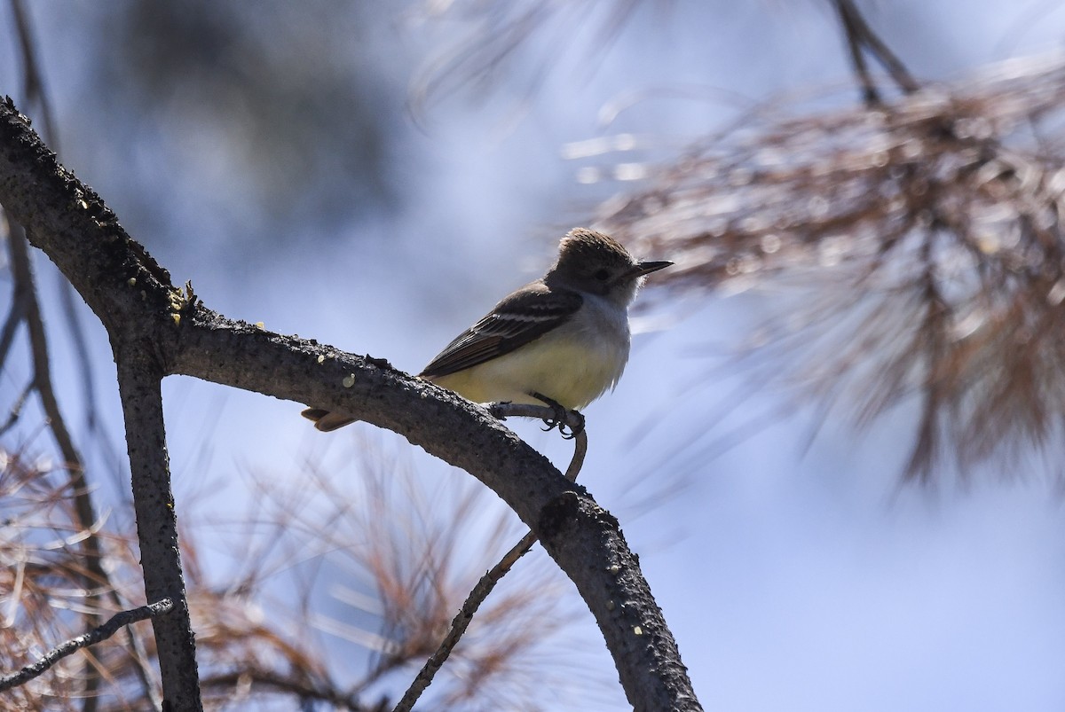 Ash-throated Flycatcher - ML647546598