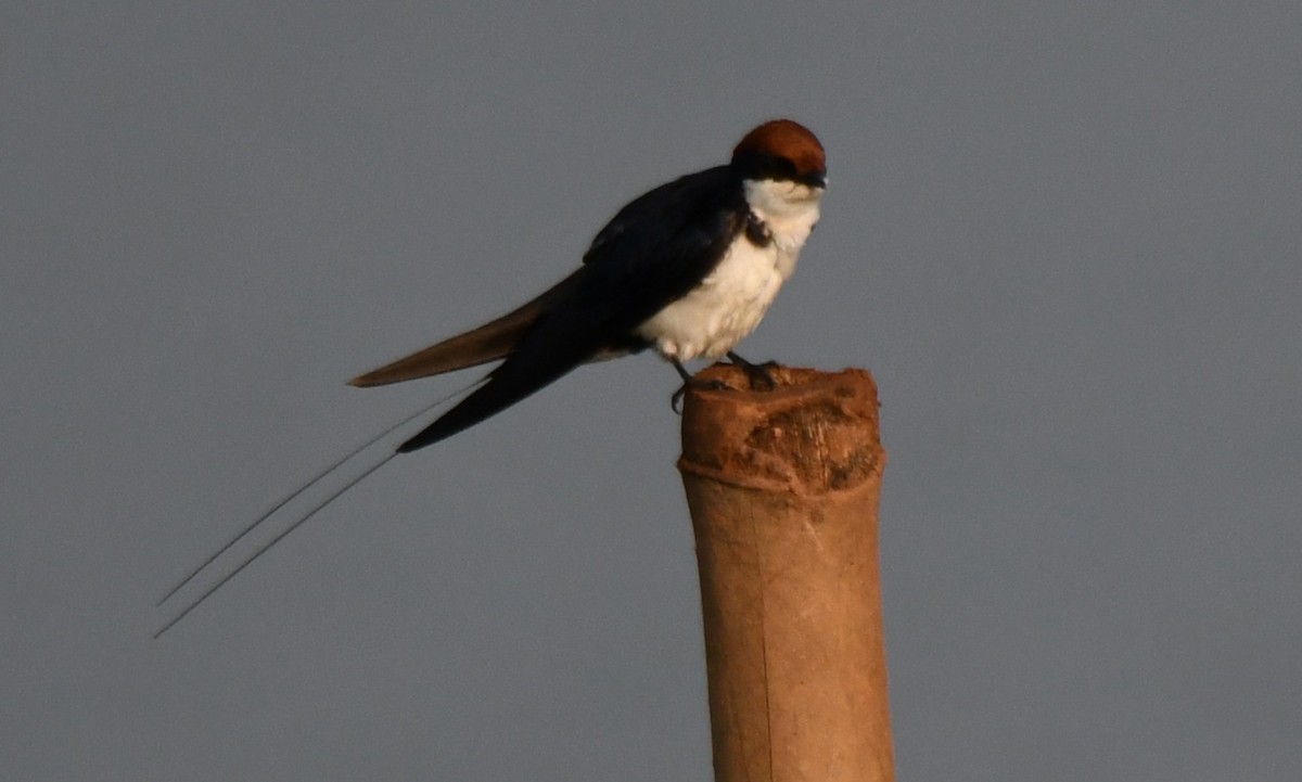 Wire-tailed Swallow - ML647546617