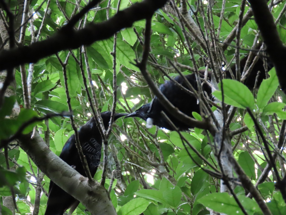 Пое - ML647546618