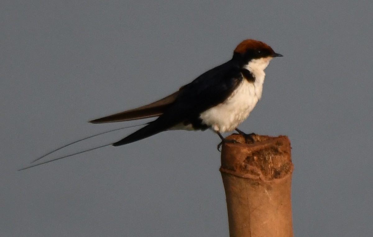 Wire-tailed Swallow - ML647546619