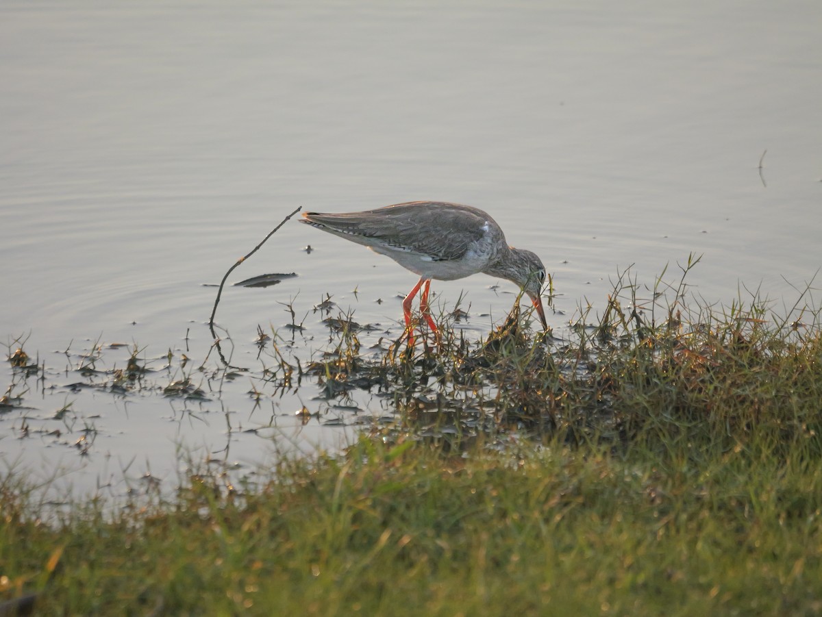 Common Redshank - ML647546629