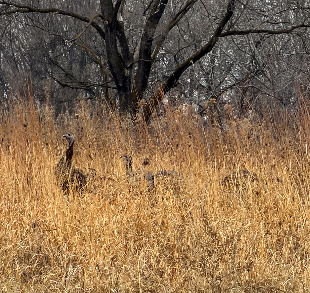 Wild Turkey - ML647546631