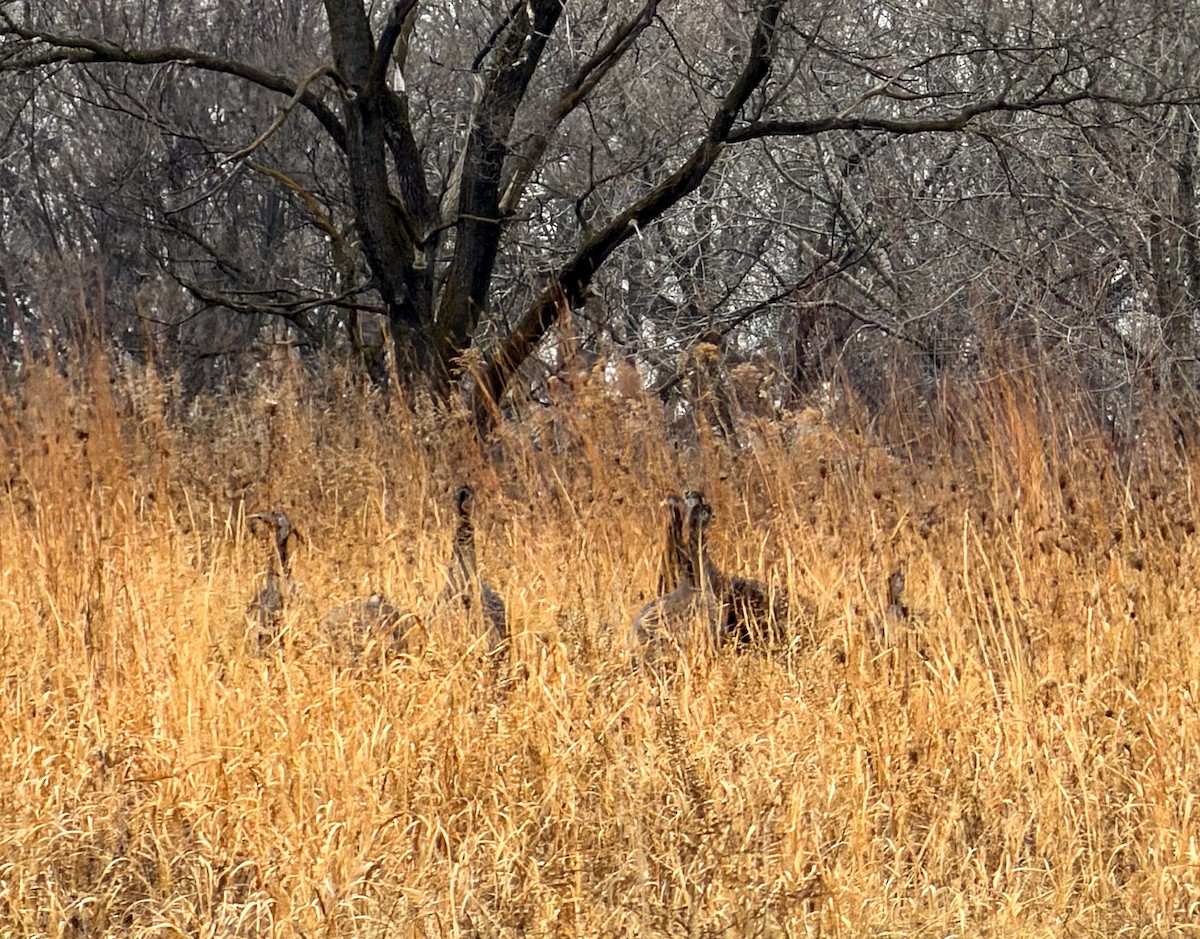 Wild Turkey - ML647546632