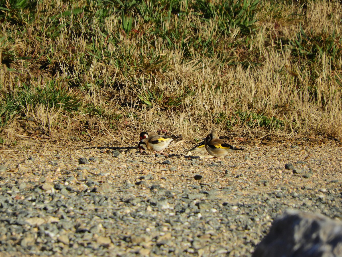 European Goldfinch - ML647546633