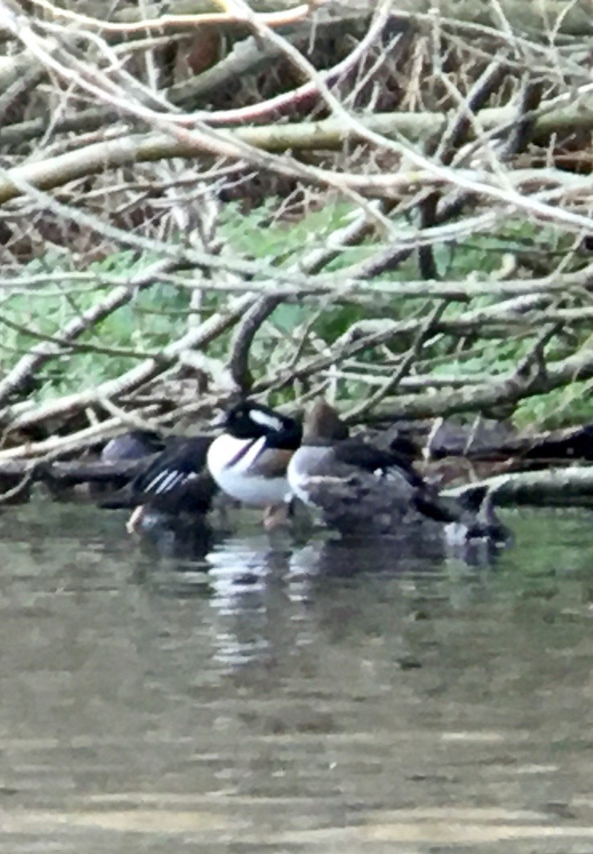 Hooded Merganser - ML647546636