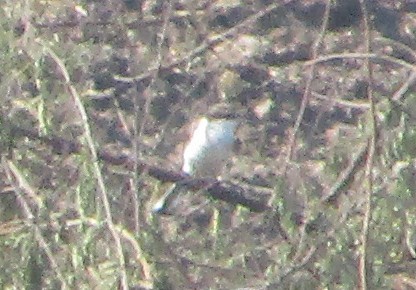 White-bellied Minivet - ML647546640