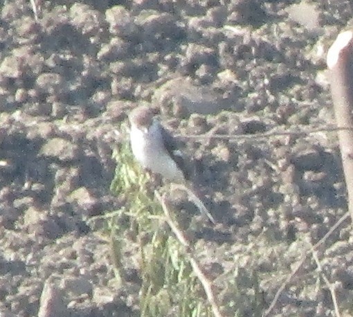 White-bellied Minivet - ML647546642