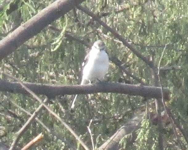 White-bellied Minivet - ML647546643