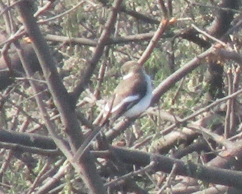White-bellied Minivet - ML647546644