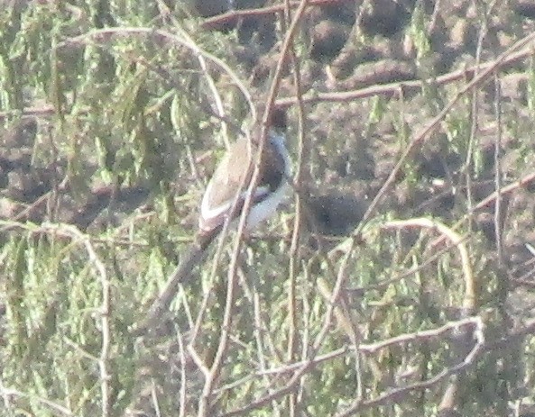 White-bellied Minivet - ML647546645