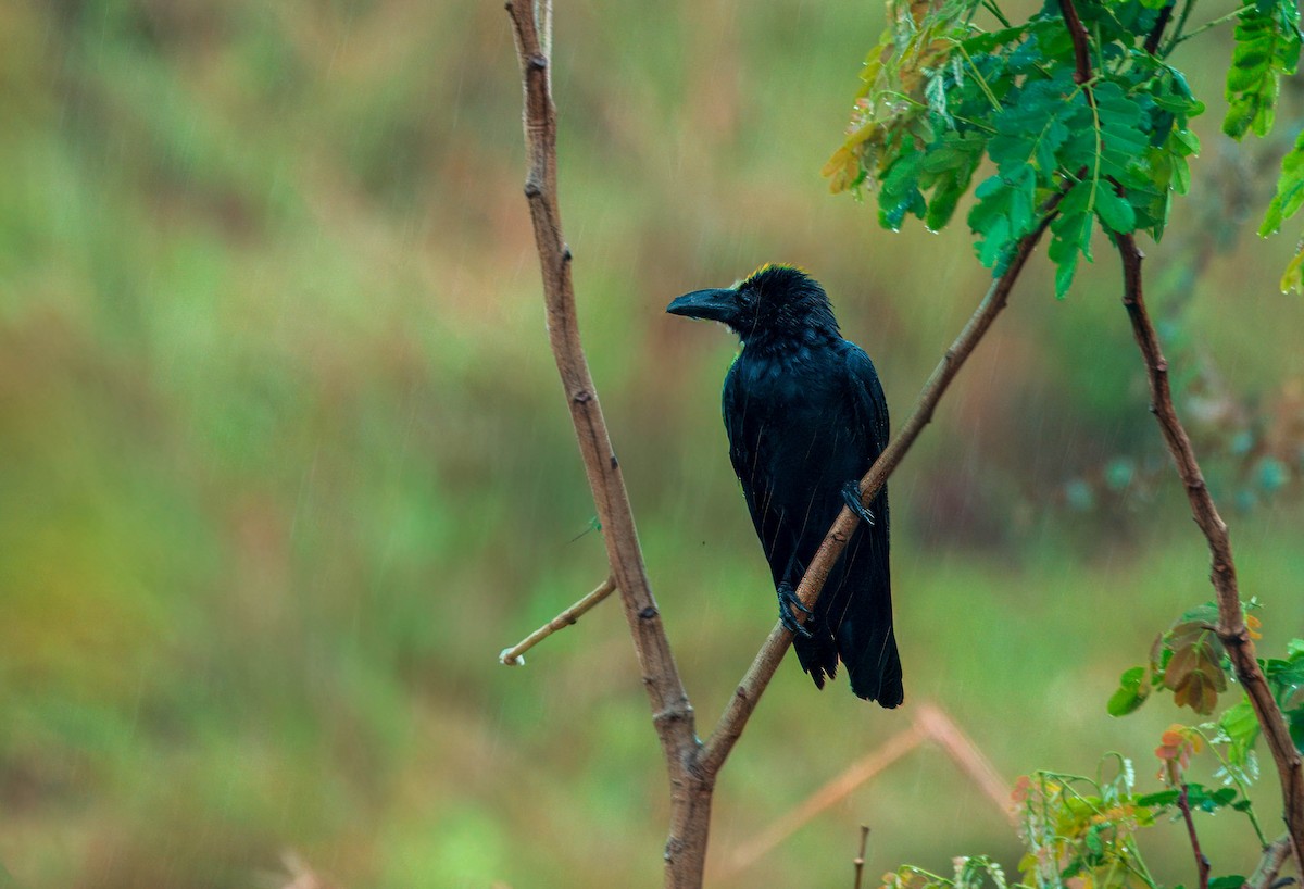 Large-billed Crow (Eastern) - ML647546646