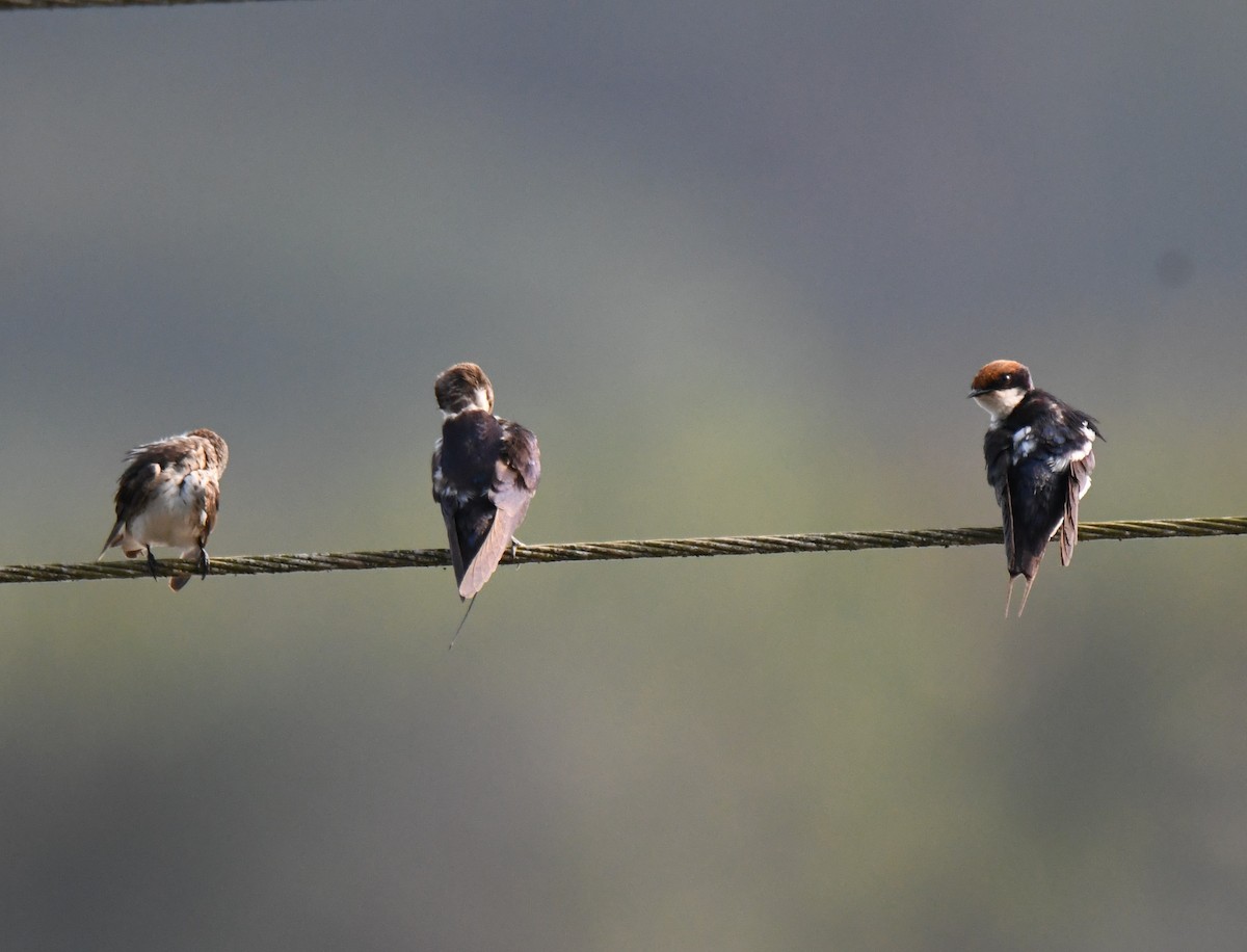 Streak-throated Swallow - ML647546647
