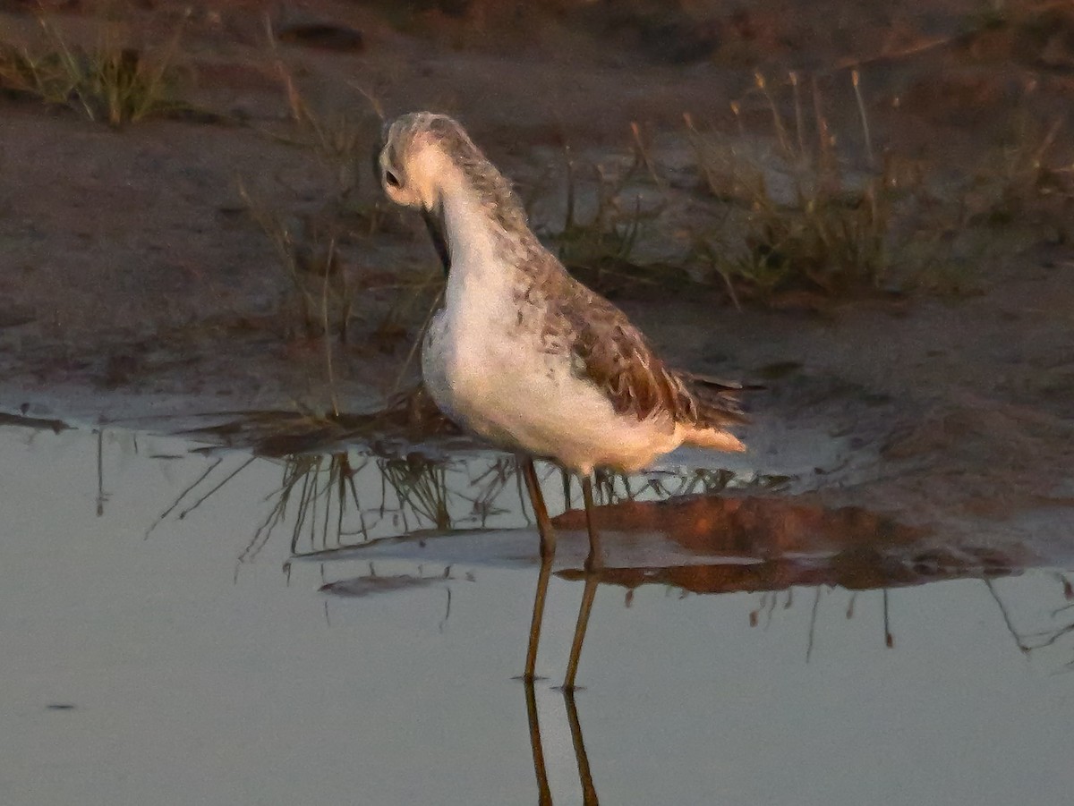 Marsh Sandpiper - ML647546649
