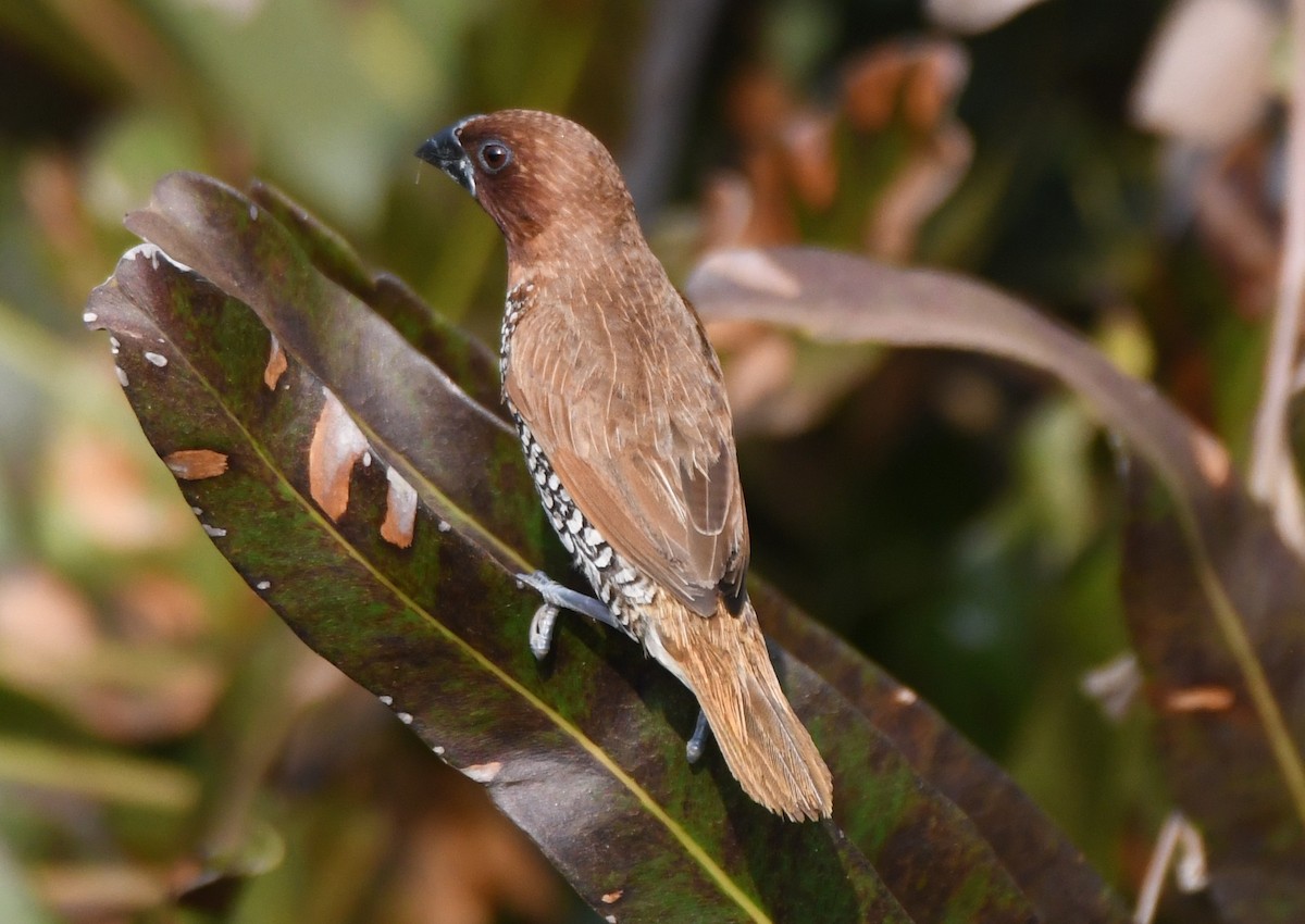 Scaly-breasted Munia - ML647546651