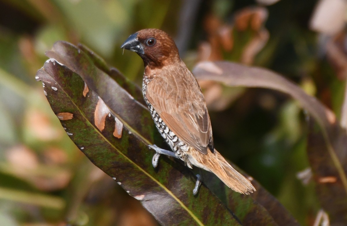 Scaly-breasted Munia - ML647546652