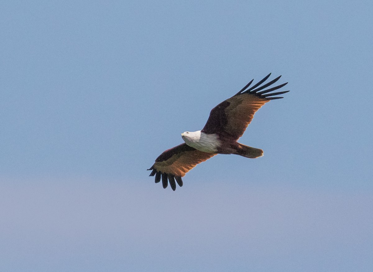 Brahminy Kite - ML647546653