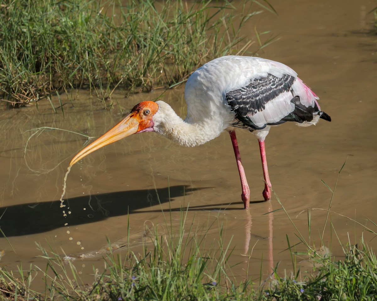 Painted Stork - ML647546654
