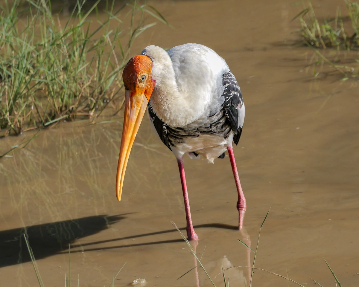 Painted Stork - ML647546655