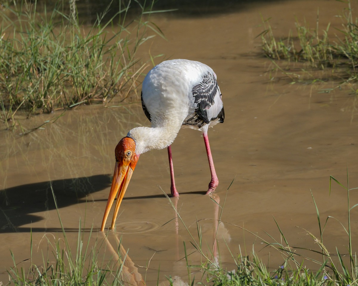 Painted Stork - ML647546656