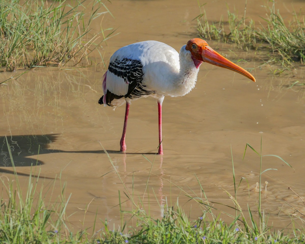 Painted Stork - ML647546657