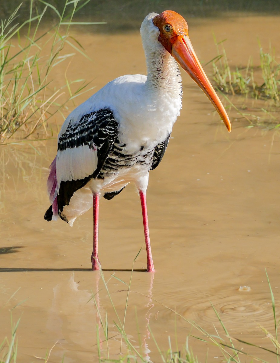 Painted Stork - ML647546658