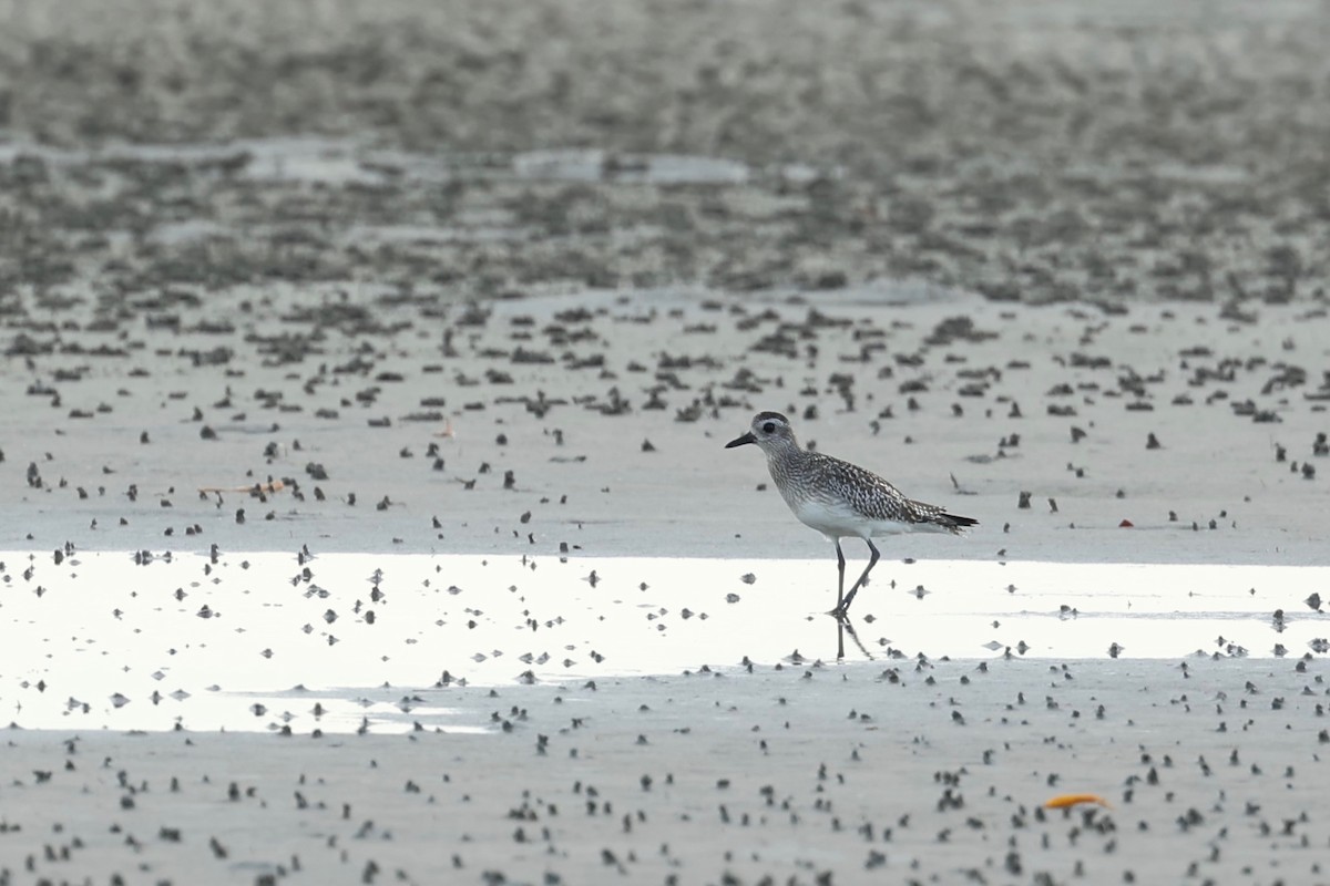 Black-bellied Plover - ML647546659