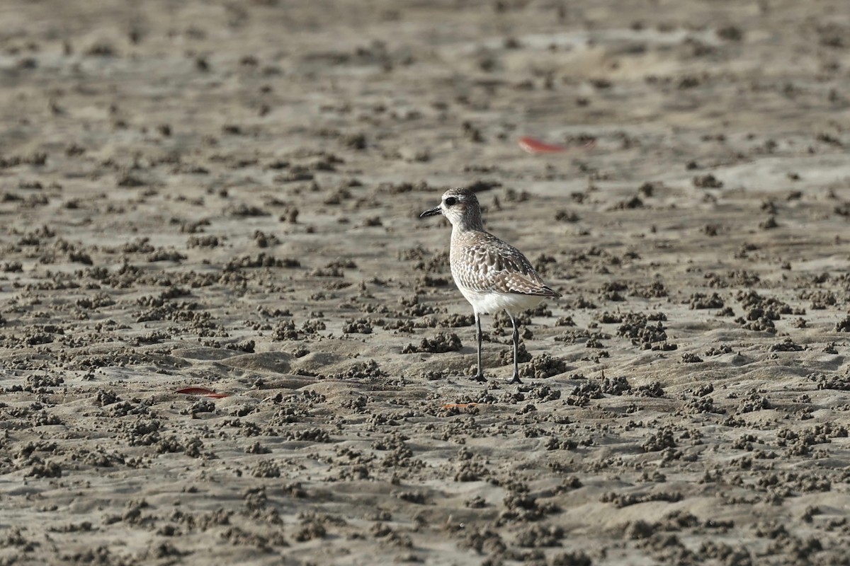 Black-bellied Plover - ML647546660