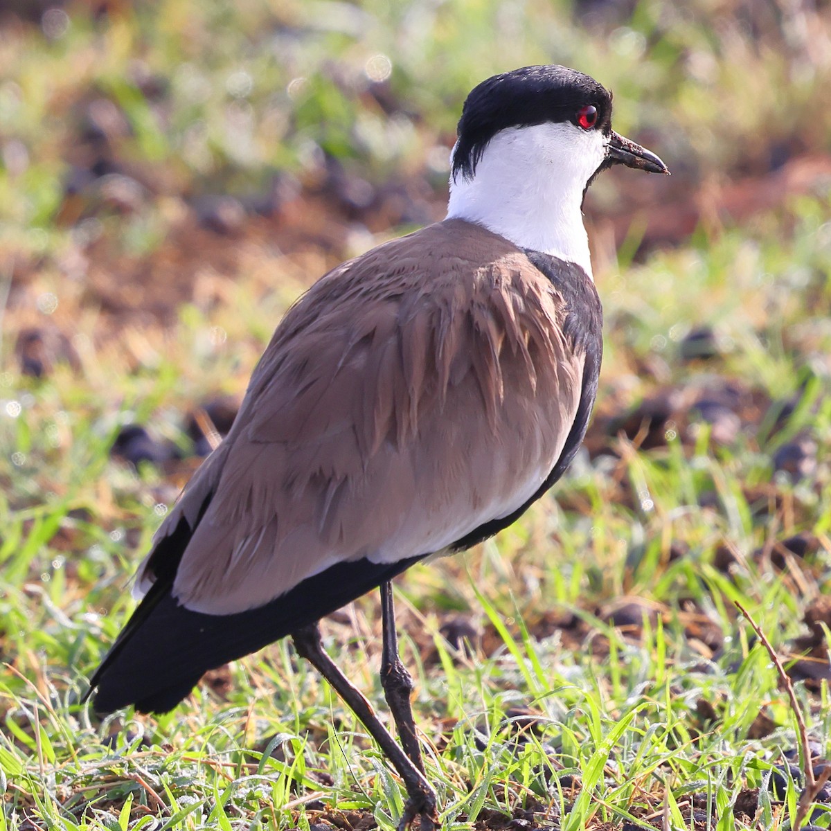 Spur-winged Lapwing - ML647546661