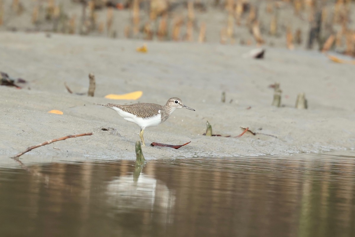Common Sandpiper - ML647546662