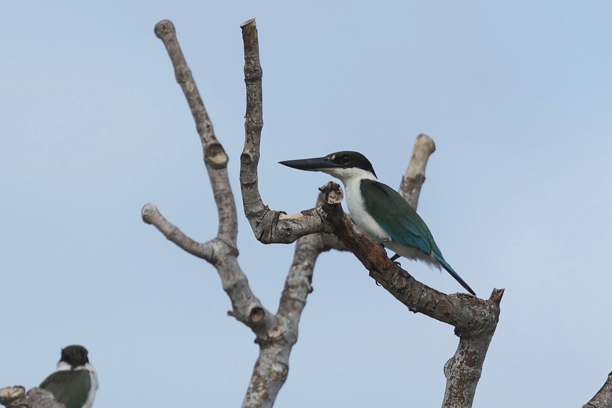 Torresian Kingfisher - ML647546664