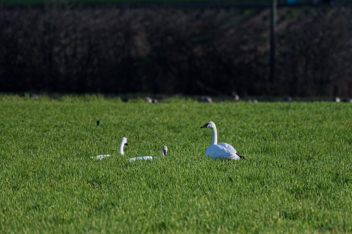 Trumpeter Swan - ML647546665
