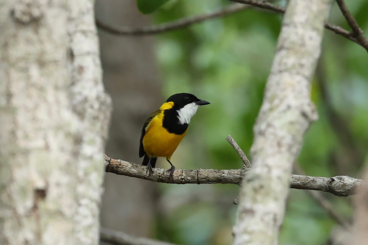 Black-tailed Whistler - ML647546668