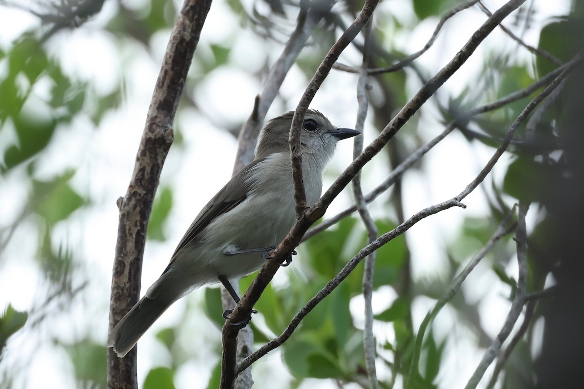 Gray Whistler - ML647546669