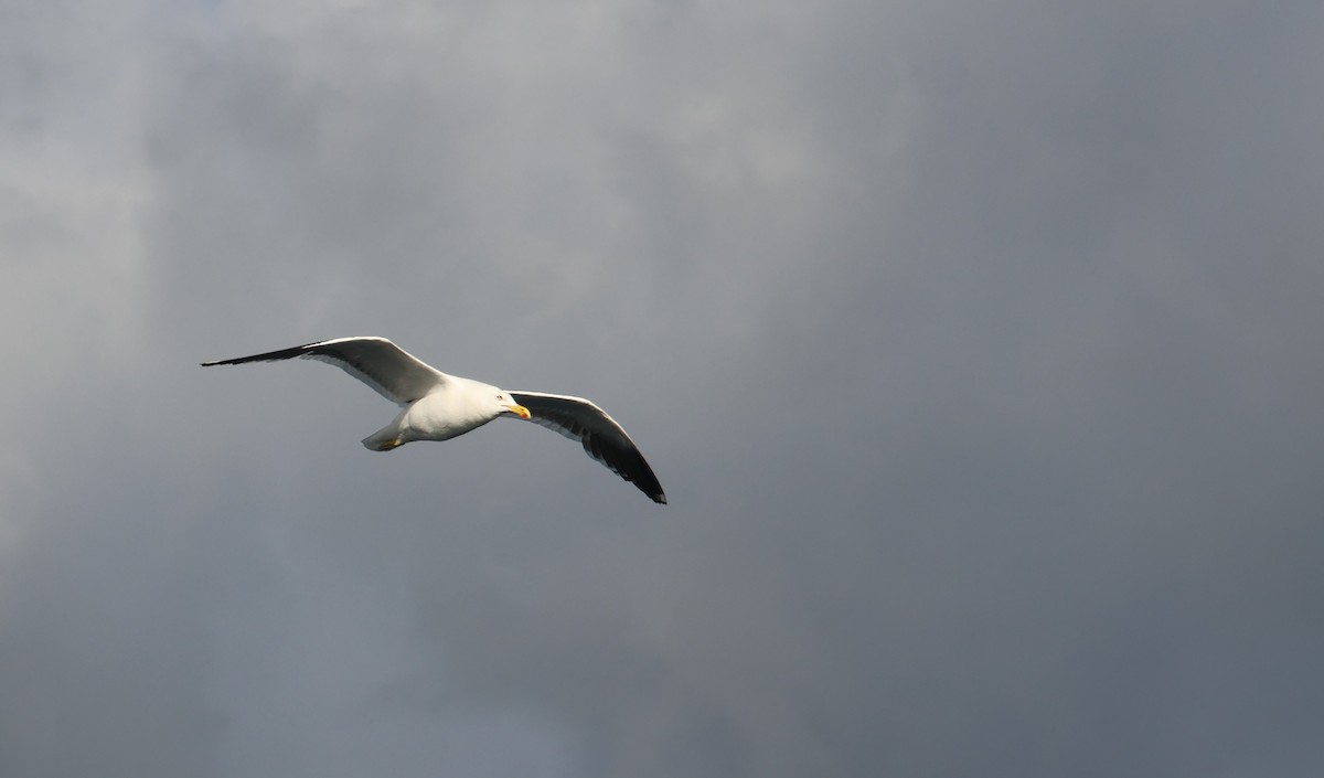 Kaio domingotarra - ML647546671