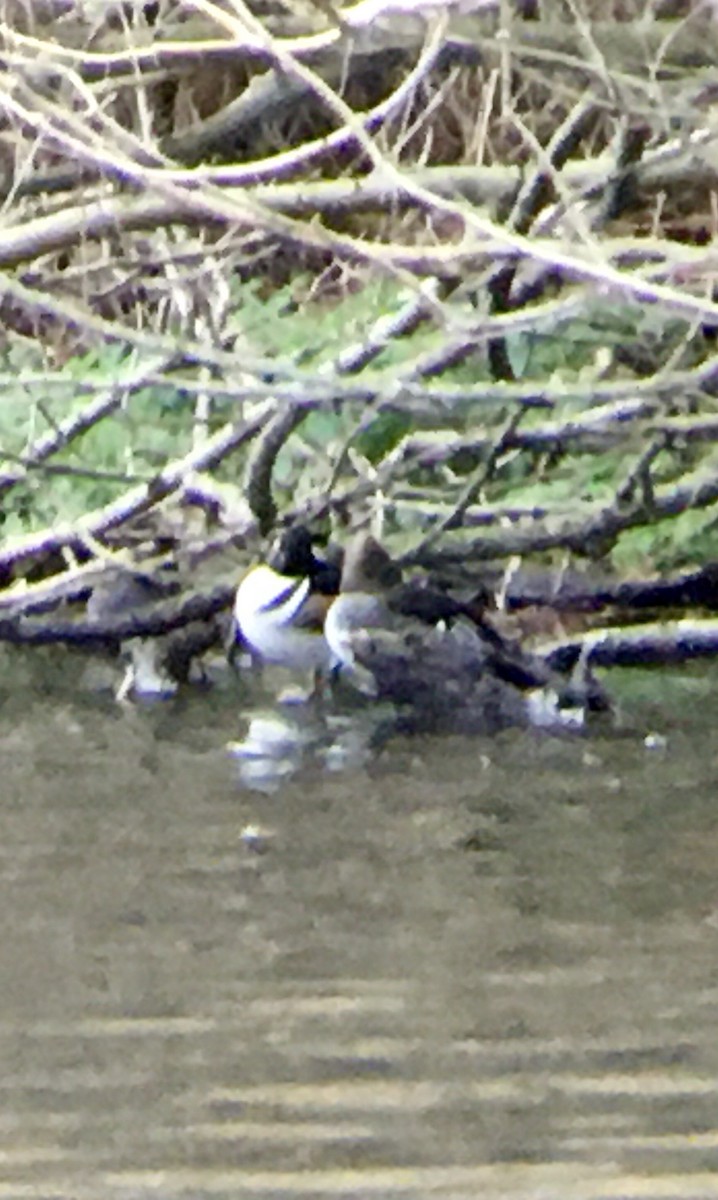 Hooded Merganser - ML647546678