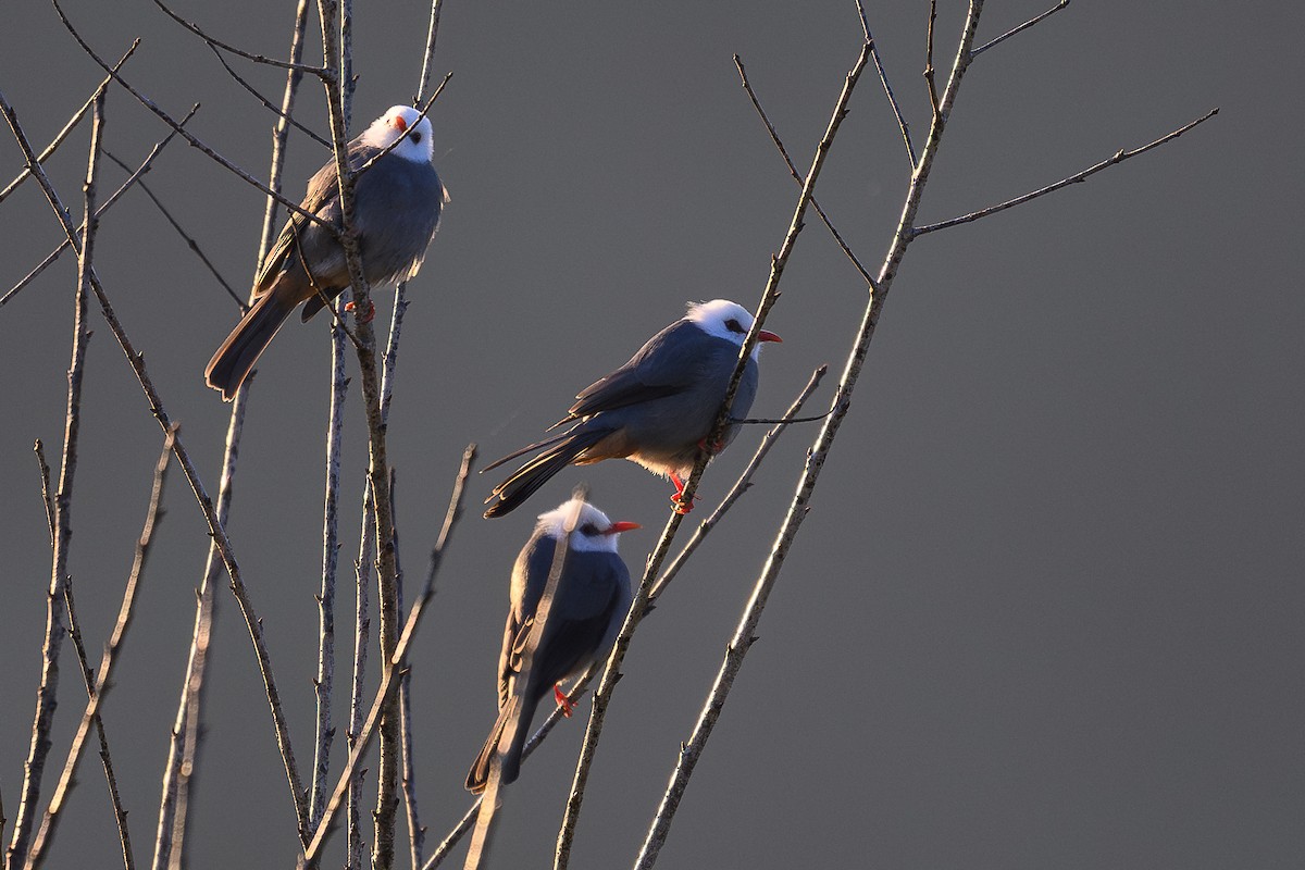 White-headed Bulbul - ML647546679