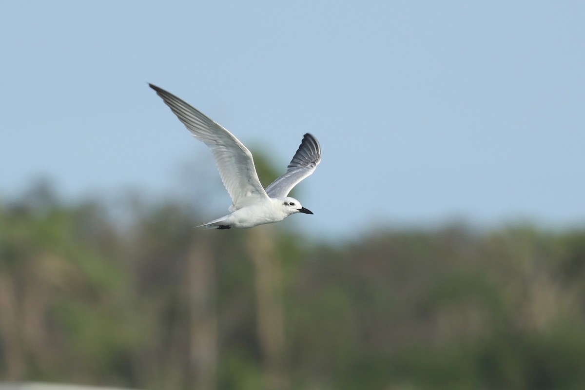 Gull-billed Tern - ML647546689